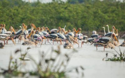 Prek Toal Ecotourism